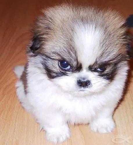 意大利语语法精讲精练,意大利语基础发音规则