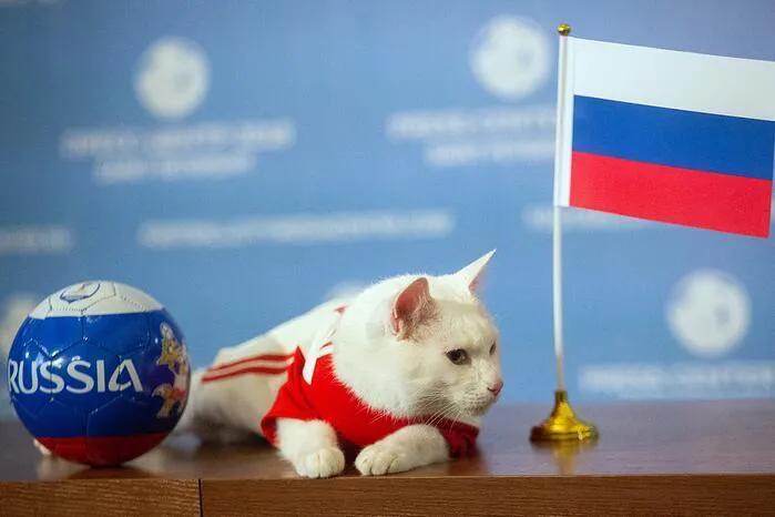 流浪猫突然暴富了,俄罗斯3只流浪猫