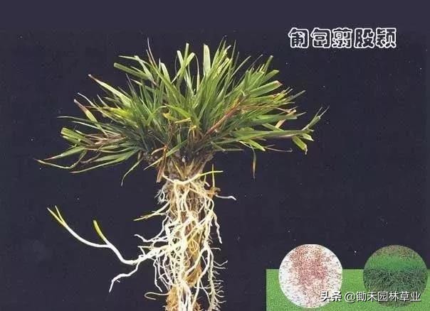 适合盐碱地的植物有哪些,绿化草耐旱品种