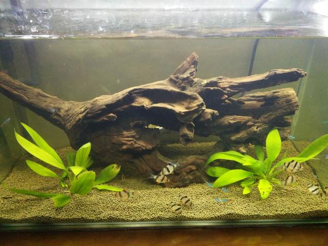 热带鱼鱼缸内壁黄点怎么清理,鱼缸养的鱼身上有白霜