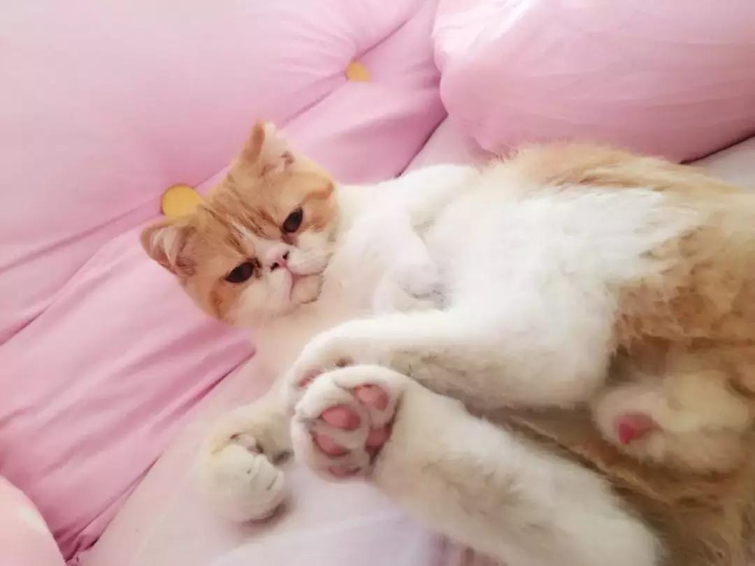 猫咪发情那些事，发情的猫咪都有什么表现呢？