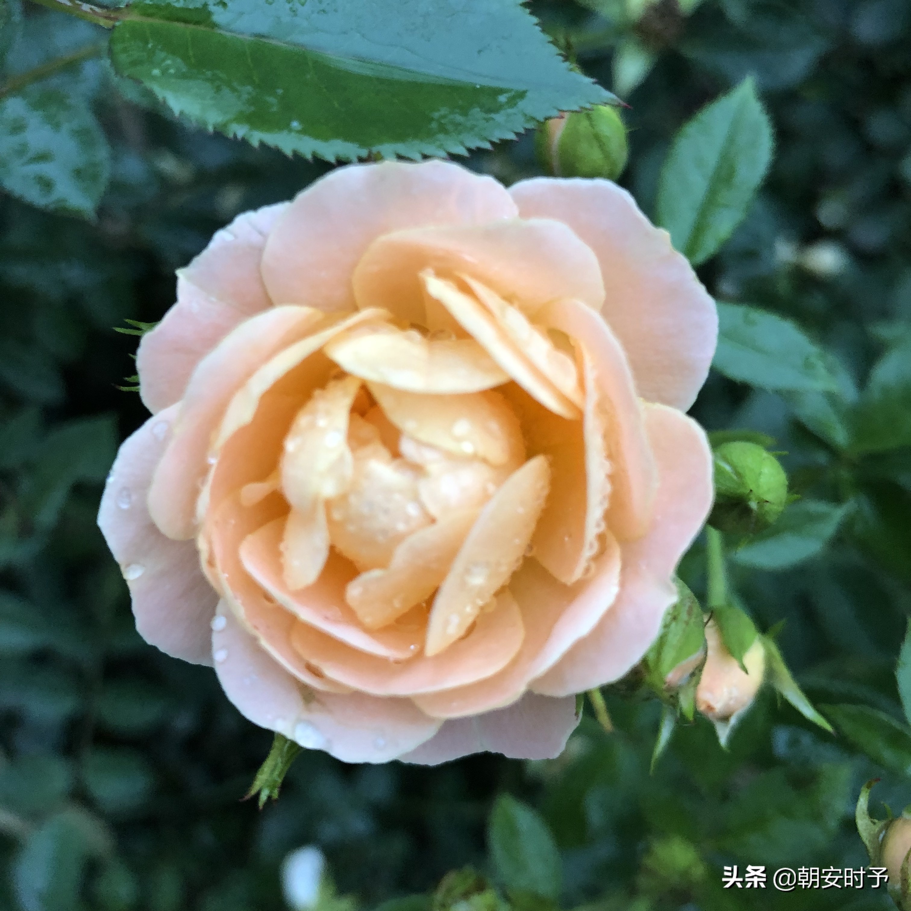 疫情中的武汉美景,大好河山武汉市