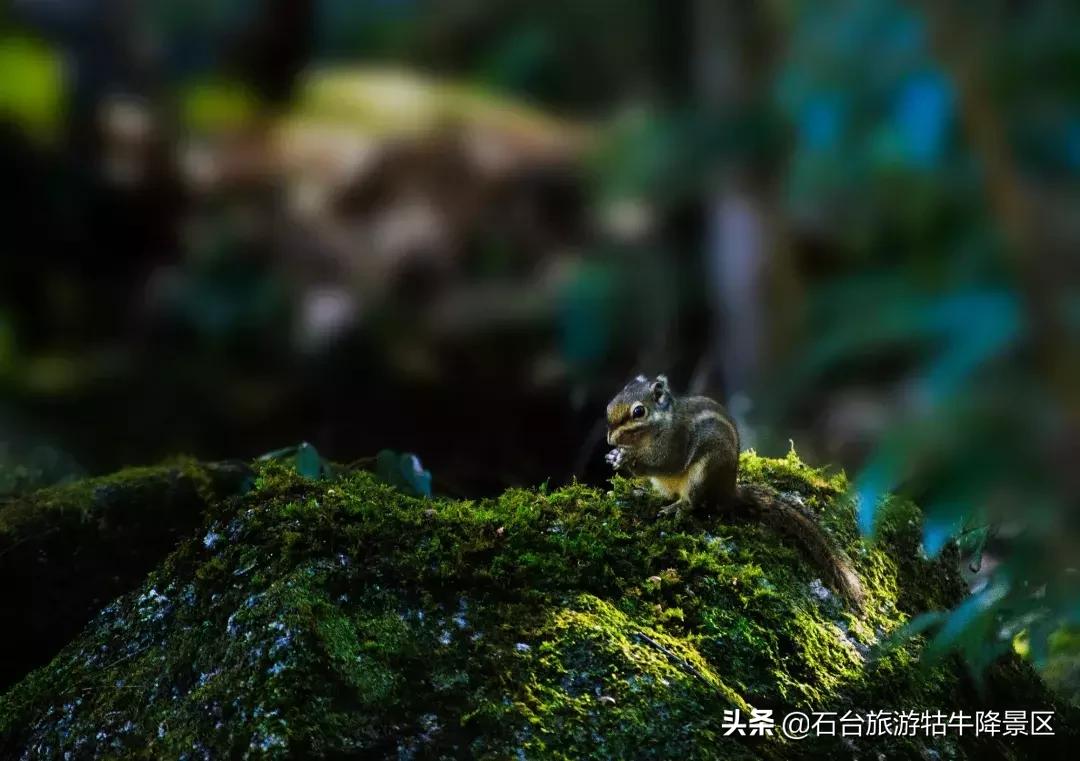 石台县牯牛降直播间,牯牛降宣传视频