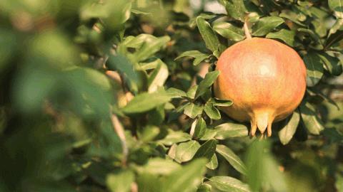 荥阳市软籽石榴基地在哪里,荥阳的软籽石榴基地在什么地方