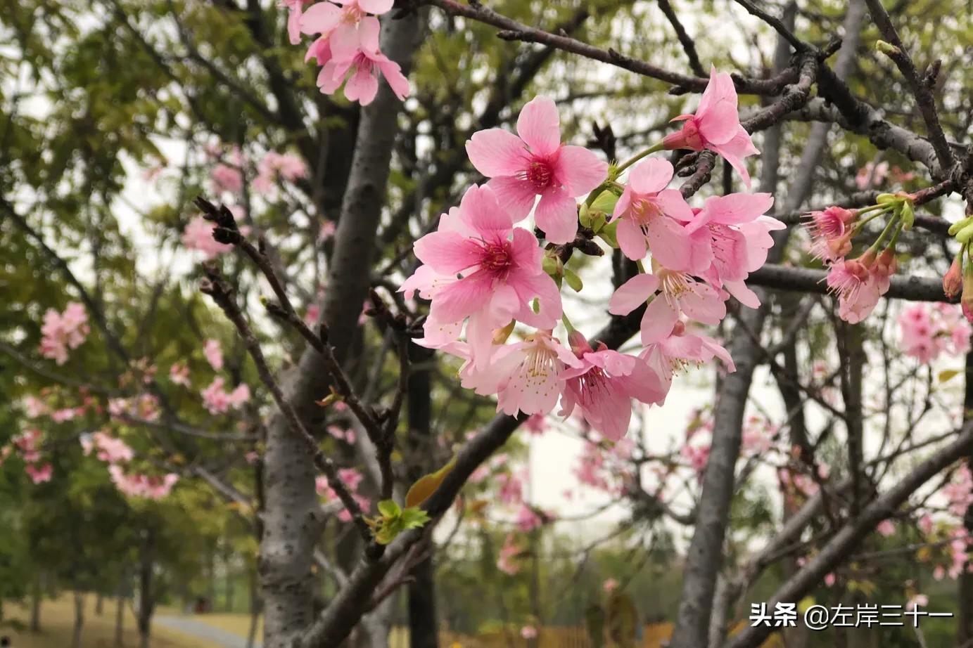 东莞东江大桥公园,东莞水道特大桥图片