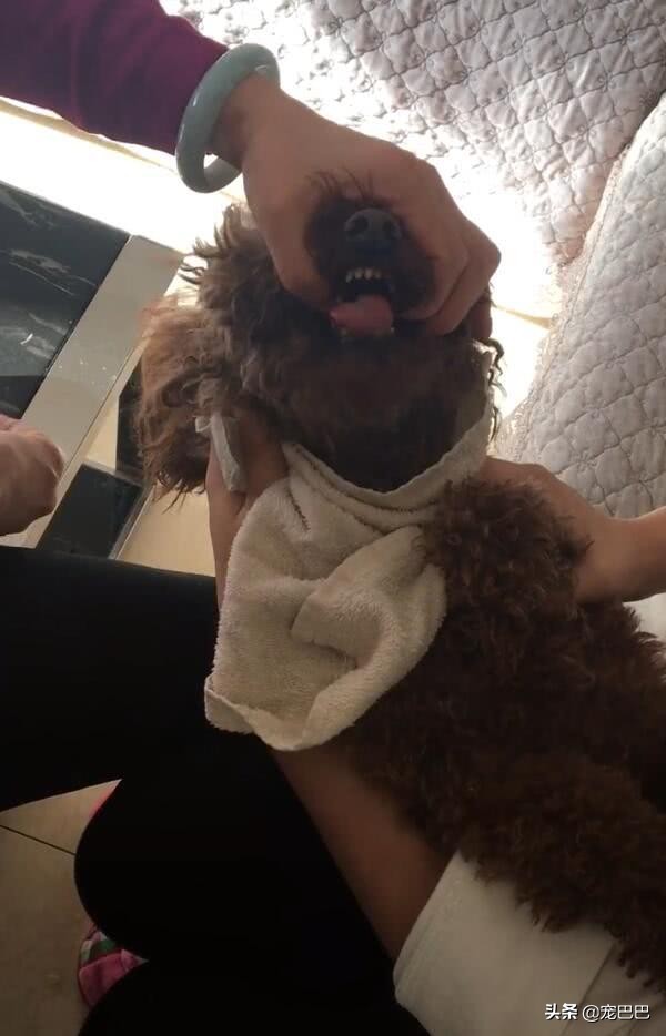 泰迪生病了不吃不喝怎么办,泰迪生病不吃东西只喝水