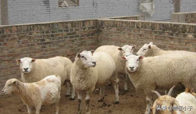 羊怎么喂不会生病,羊咋喂能不剩料