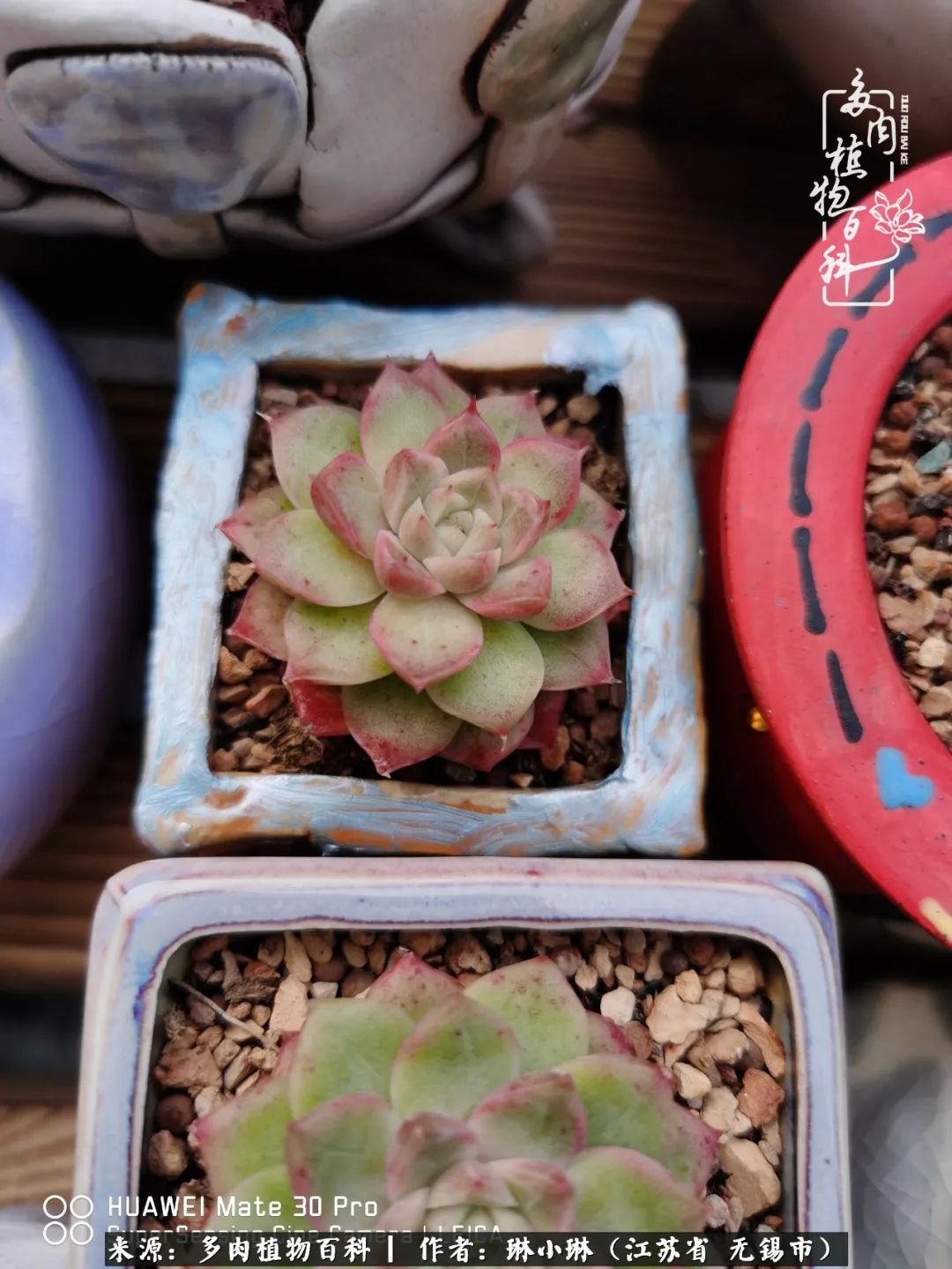 又到多肉变美时，一切都鼓励我积极向前