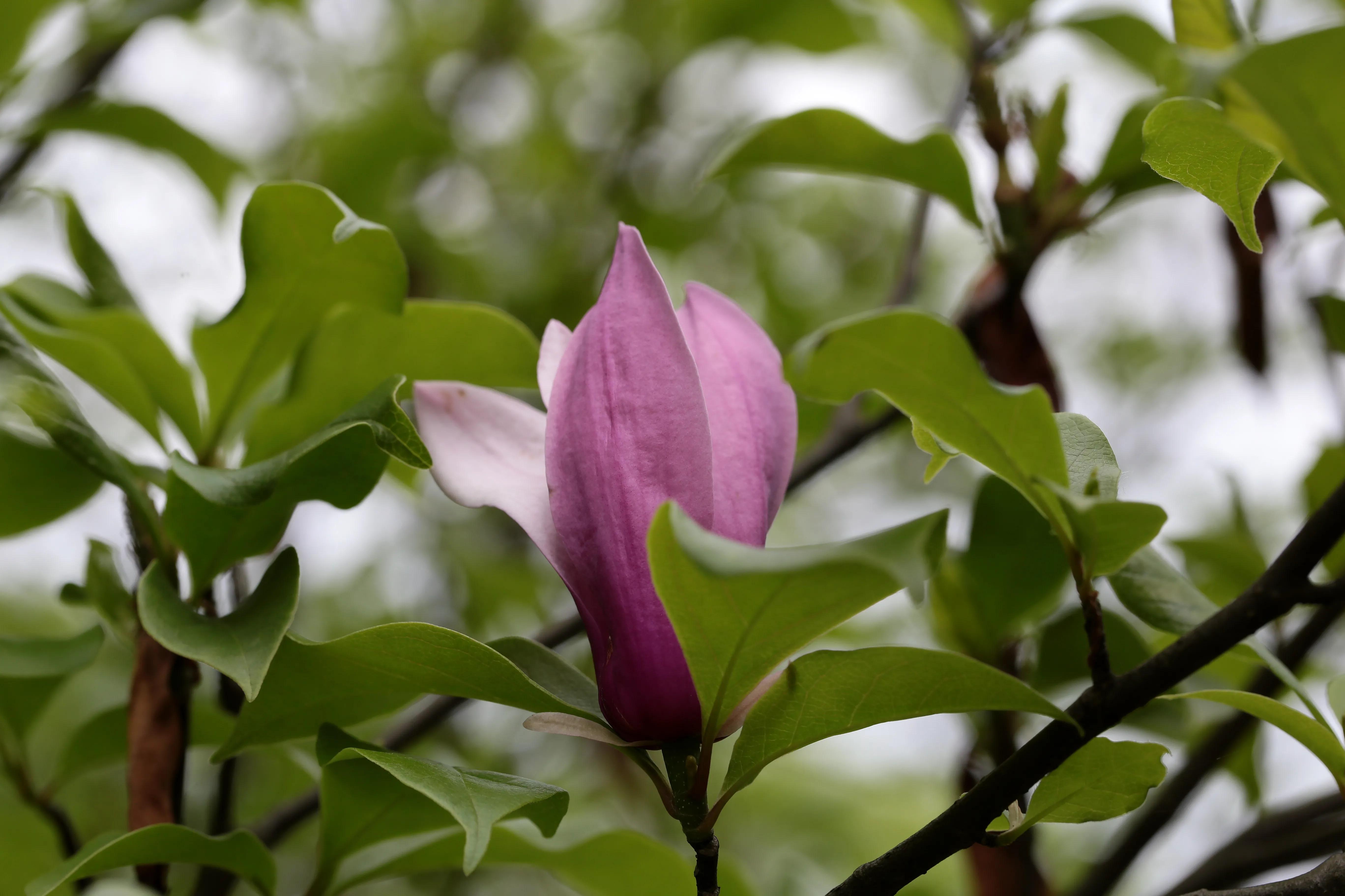 西溪湿地花朝节花草集（2）
