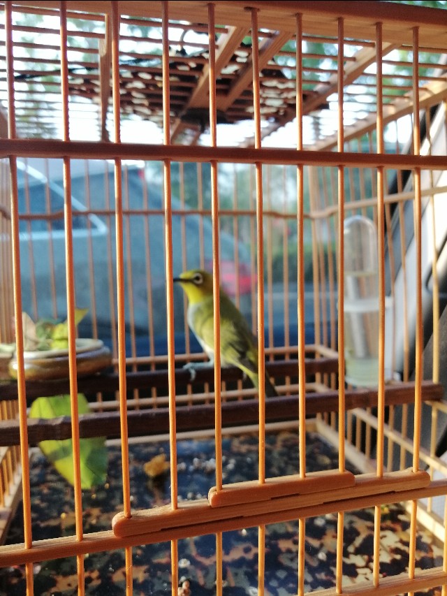 怎么防鸟仰头翻跟头,雏鸟为啥容易仰头