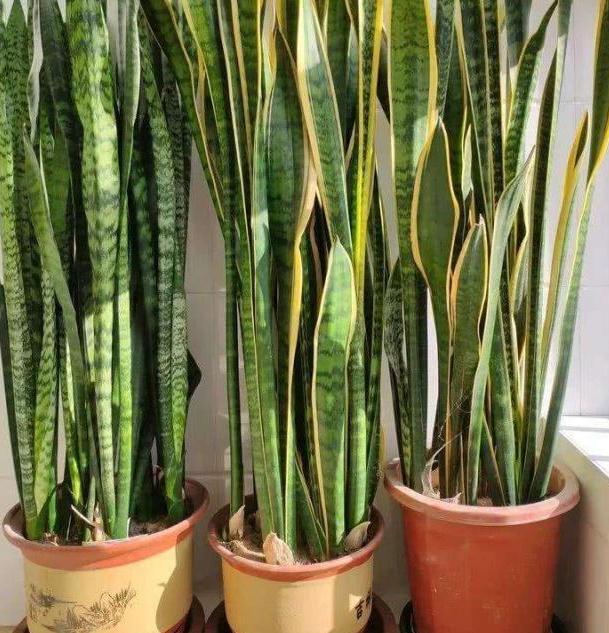 虎皮兰长出了小苗怎么养,虎皮兰幼根怎么培养新根