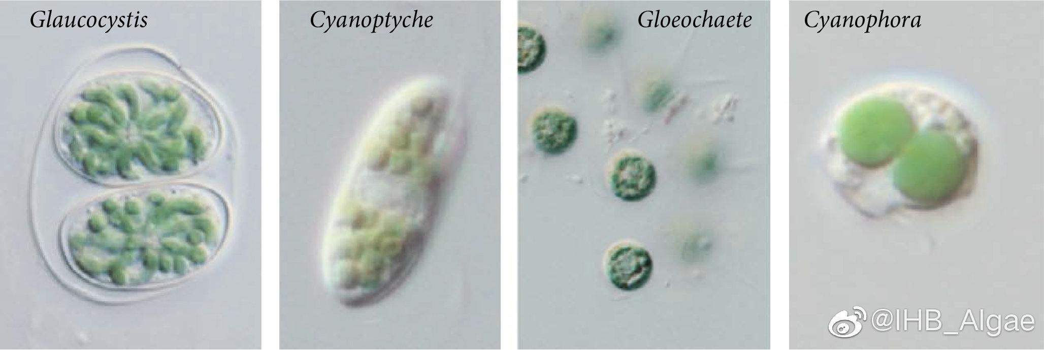 什么是藻类,什么是藻类图片