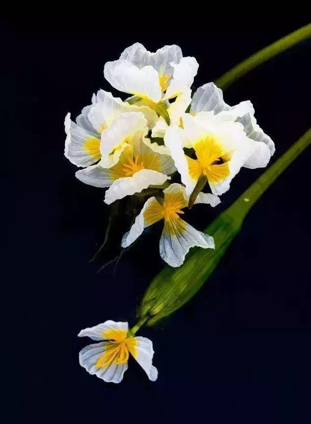 凉山最漂亮的花海,西昌赏花攻略