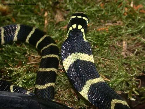 中国剧毒蛇都有哪些 (中国剧毒蛇有几种)