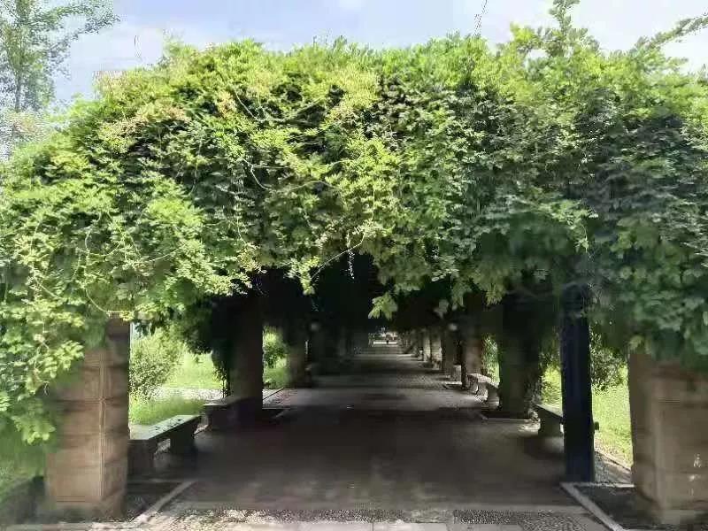 志愿填报英语专业,西安外国语大学征集志愿2023