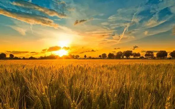 发展中的现代农业有什么商机,品牌农业引领农业高质量发展