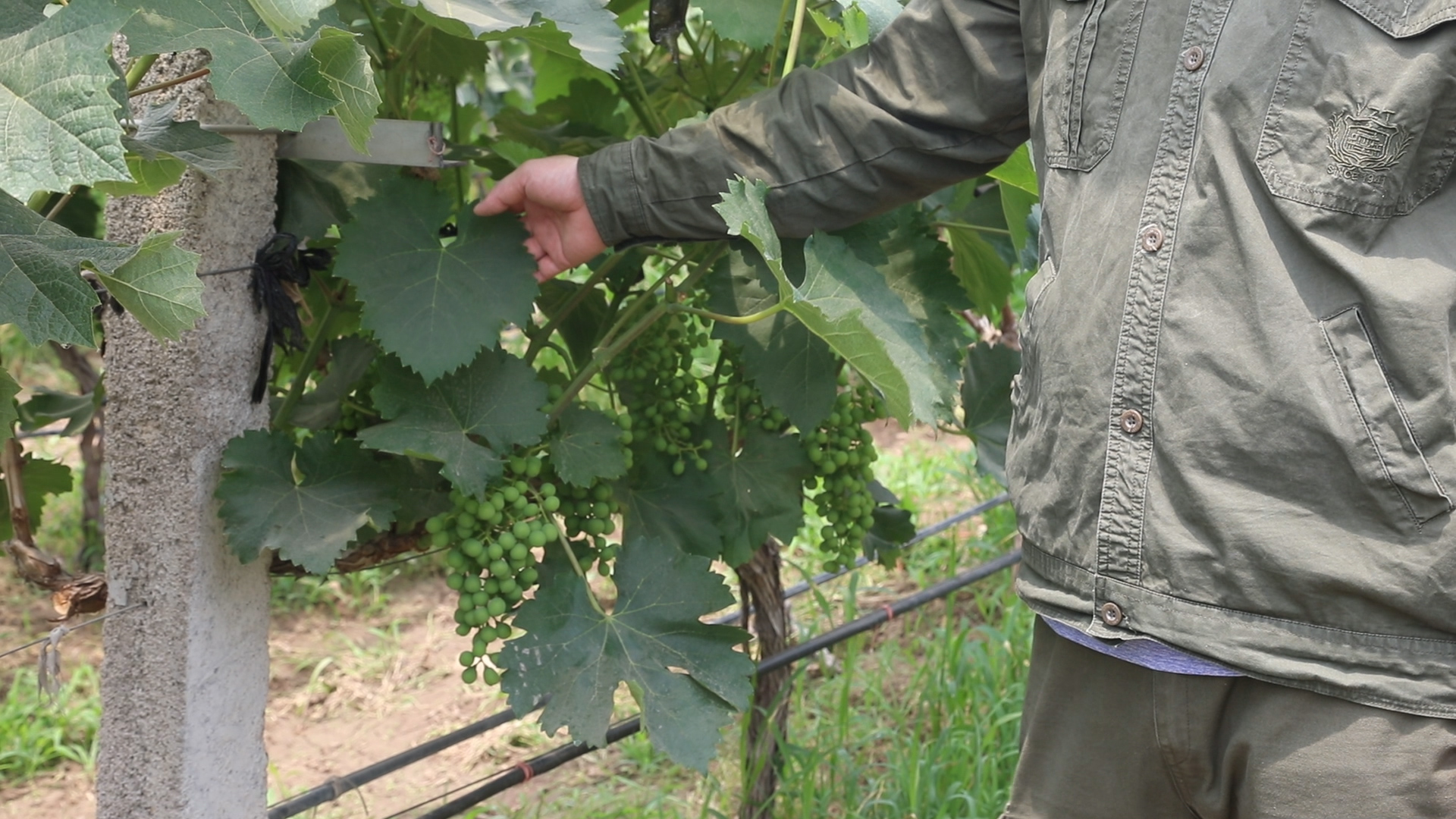 葡萄要多久才能变成葡萄干,葡萄为啥能晒成葡萄干