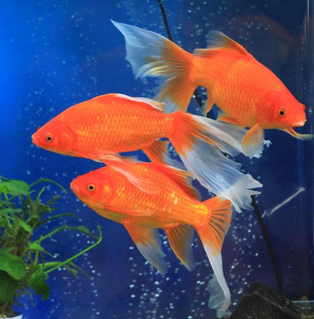 开缸添加硝化细菌需要注意什么,鱼缸添加硝化细菌后亚硝酸盐升高