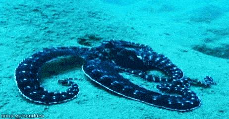 科学家推测章鱼是外星物种,誉为地球上最像外星人的生物章鱼