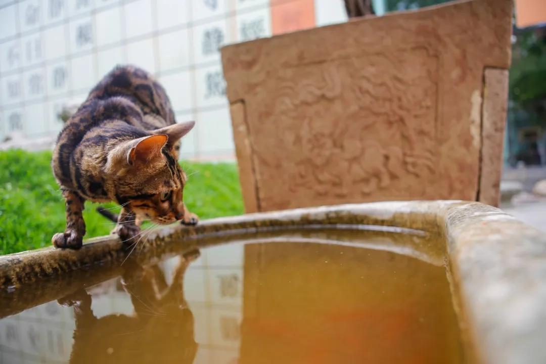 大家期盼的真实事件,掉缸事件怎么处理