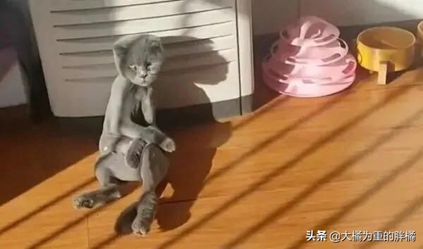 主人以为蓝猫太胖,就把猫毛剃掉,结果瘦得像根火柴棍,它生气了