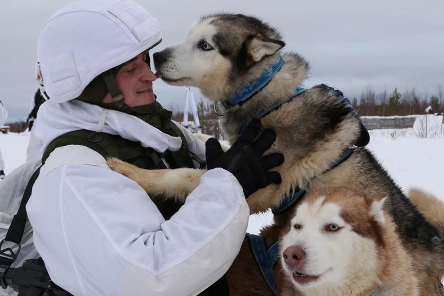 这才是哈士奇的正确打开方式：俄军北极摩步旅组建哈士奇雪橇犬队