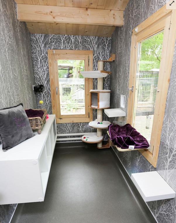 出门旅游猫咪如何自己在家,铲屎官出门猫咪怎么办