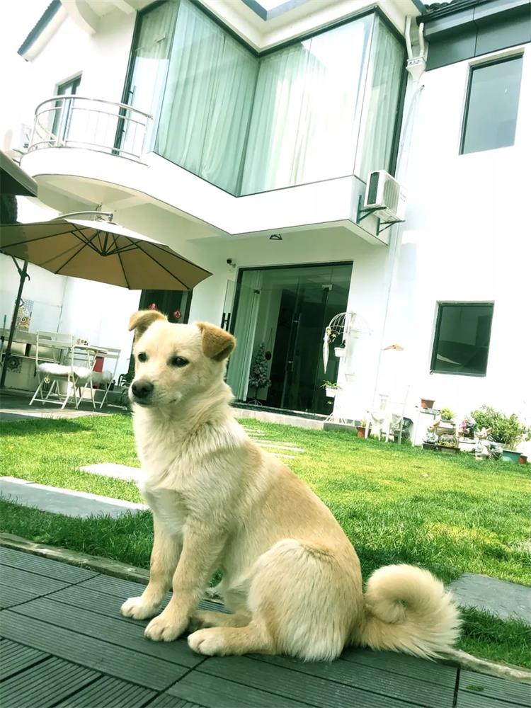 六六和“月半小娘鱼”生活在苏州大别墅，很多人想购买他们的自由