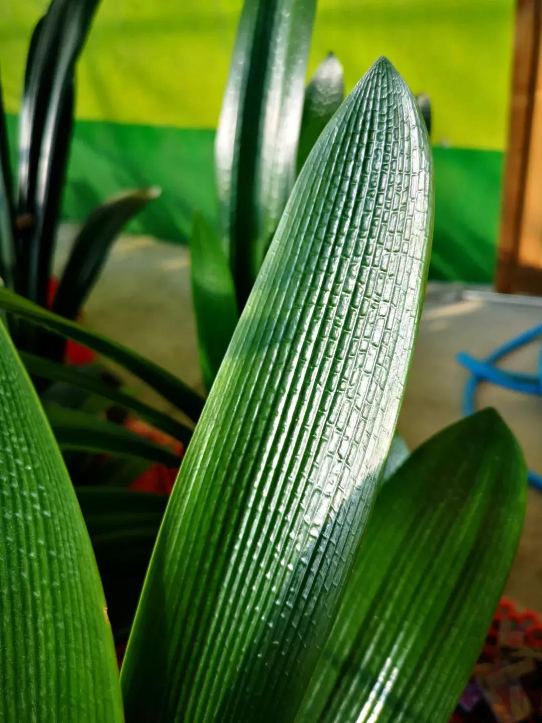 君子兰夹箭磷酸二氢钾怎么施肥,君子兰怎样管理才能够开花长得快