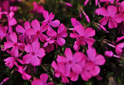 景观草花图,地被类的花草图片