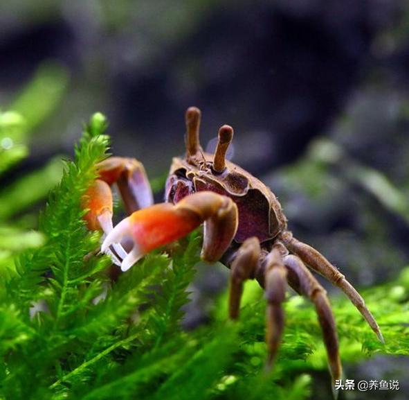 小型清洁鱼缸的观赏鱼,热带鱼哪些好养可以清洁鱼缸