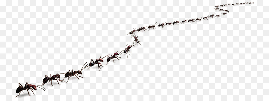 蝗虫有什么特别之处,蝗虫什么情况下有毒