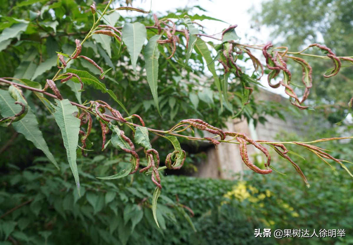 造成桃树卷叶的虫是什么,桃树卷叶虫特重怎么治