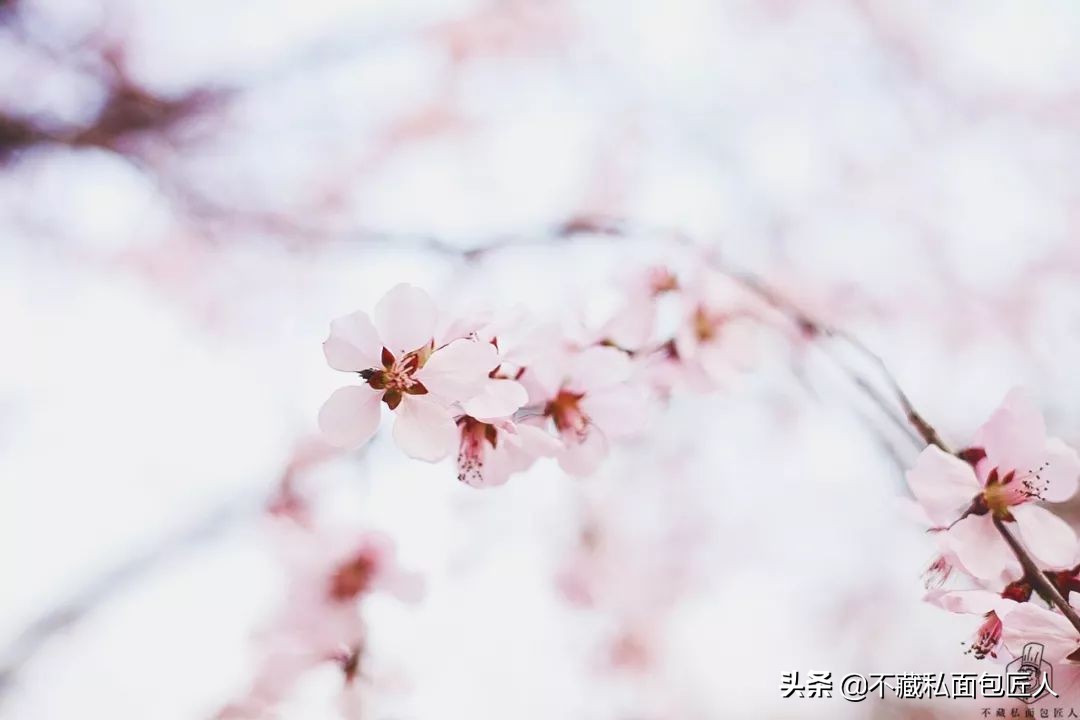 变干的吐司怎么回软,怎样让吐司变得像新的一样