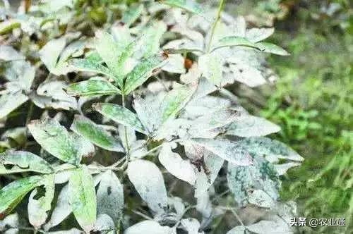 家庭防治虫害的最佳方法,病虫害防治小妙招