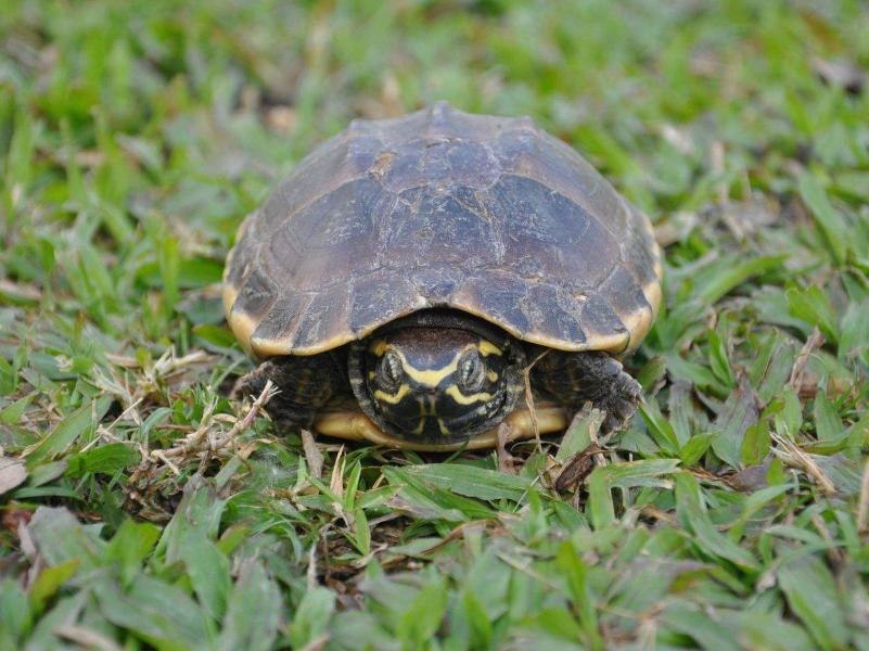 乌龟脱壳全过程,乌龟脱壳是在水里还是不放在水里