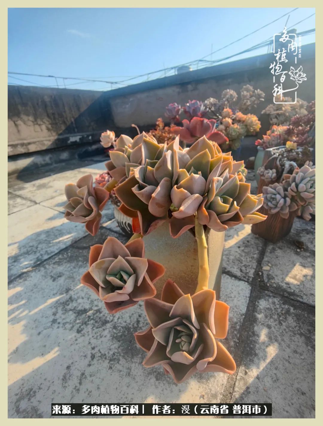 深情不及久伴,厚爱无需多言,择一“爱”,护一生