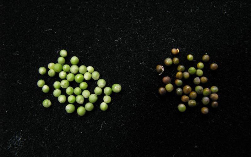 菜籽油是凉性的吗,菜籽油健康食用油