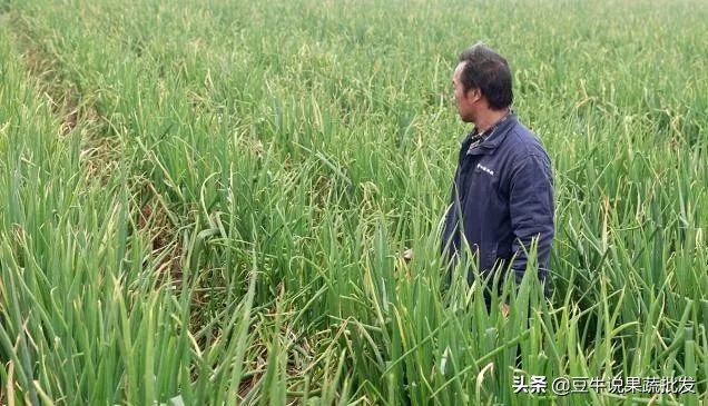 2019年水果滞销,2019年今年哪些蔬菜滞销