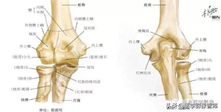肘关节x线测量,肘关节骨骺示意图