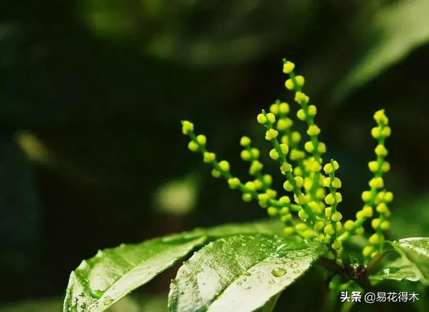 黄珠兰和白珠兰的区别,白珠兰和黄珠兰的区别