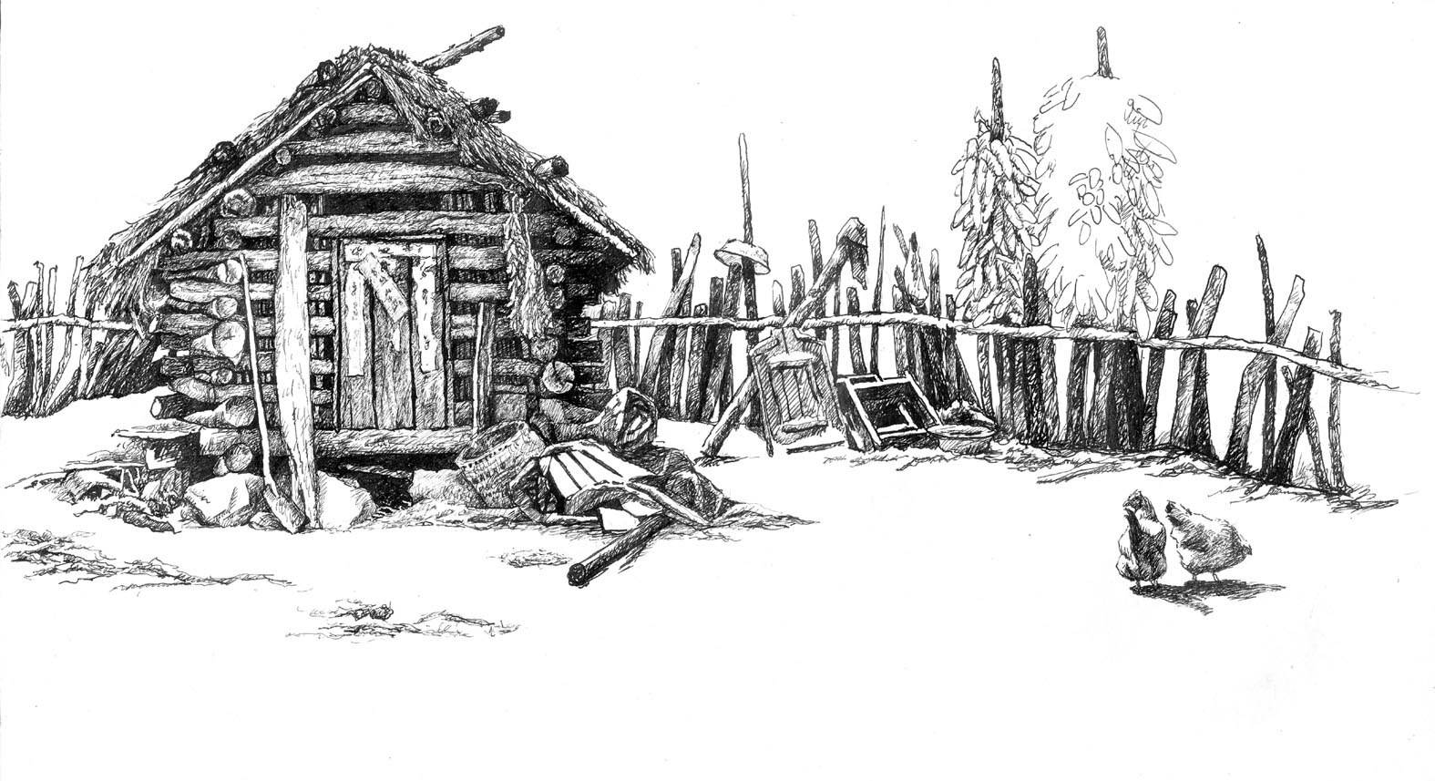 捕获野猪需要怎样检疫,野猪捕获方式