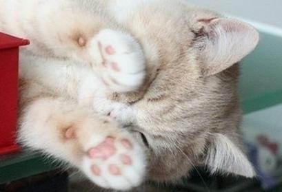 猫咪怎么教小猫咪踩奶,为什么猫咪学不会上马桶