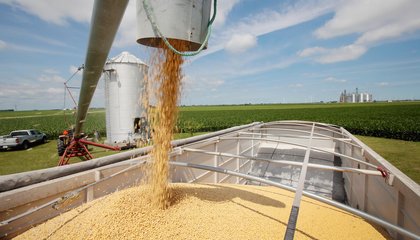 转基因大豆和非转基因大豆的害处,非转基因大豆和转基因有什么区别