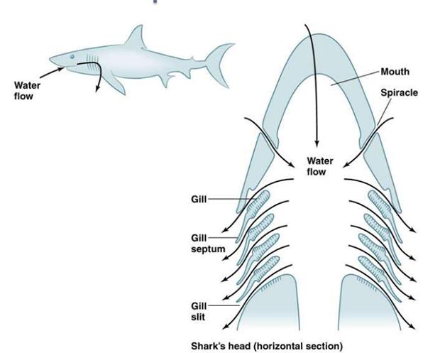 淹死一条鱼几分钟,如何淹死一条鱼