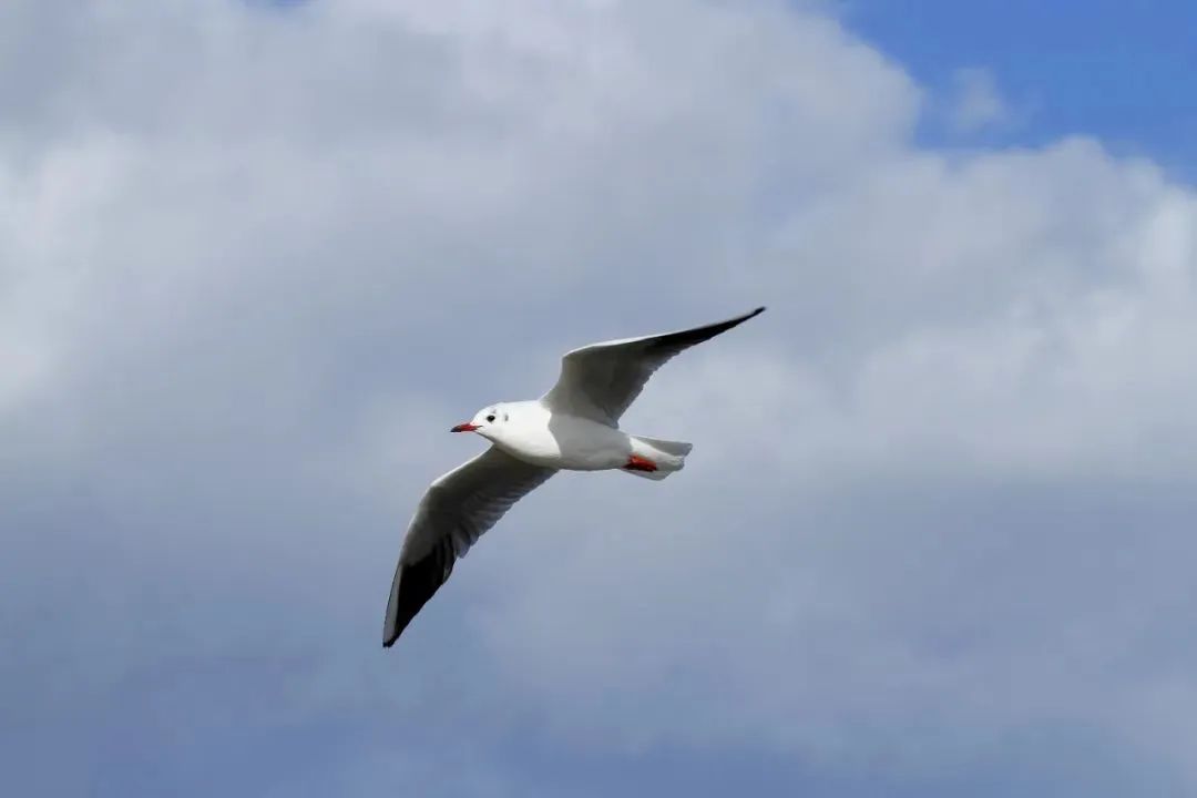 野外拍鸟用什么器材,拍鸟器材最佳配置