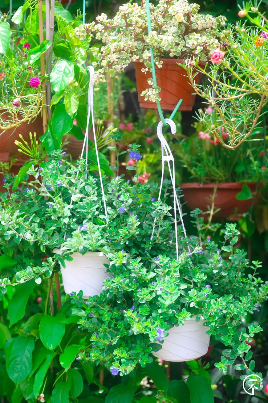 深圳布吉房租走势,布吉租房大概是什么价位