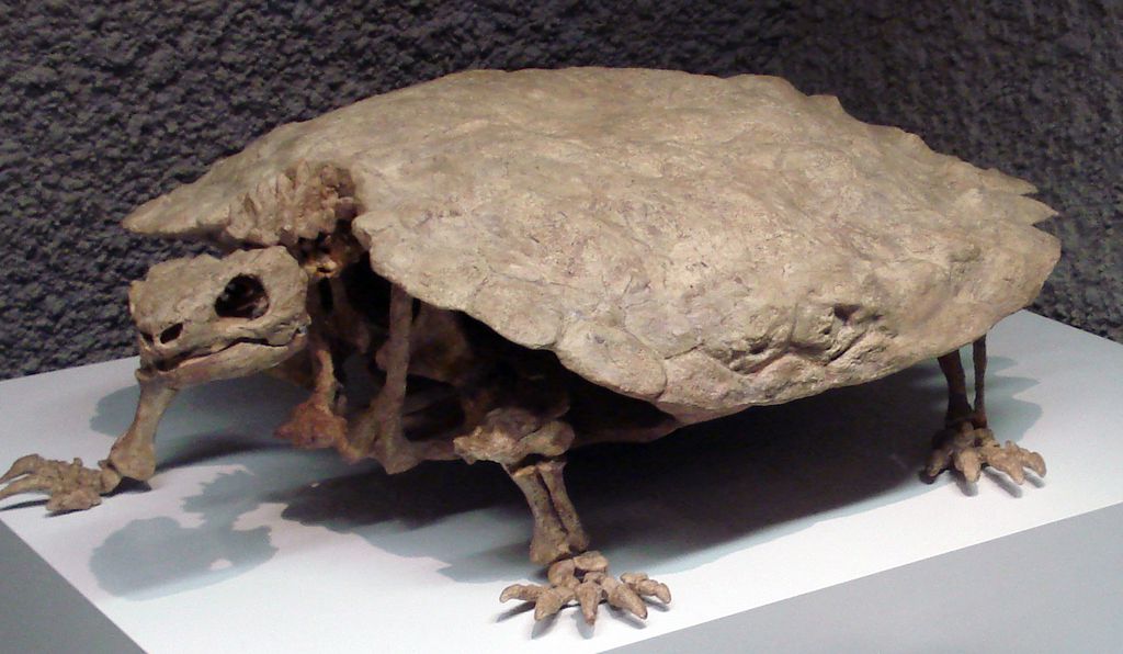 有壳的动物有哪些,有壳的动物有哪些呢