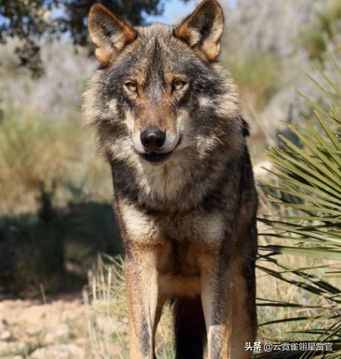 它趴在狼背上，指挥群狼，老猎户：它是狐狸与狼的后代，狼的军师