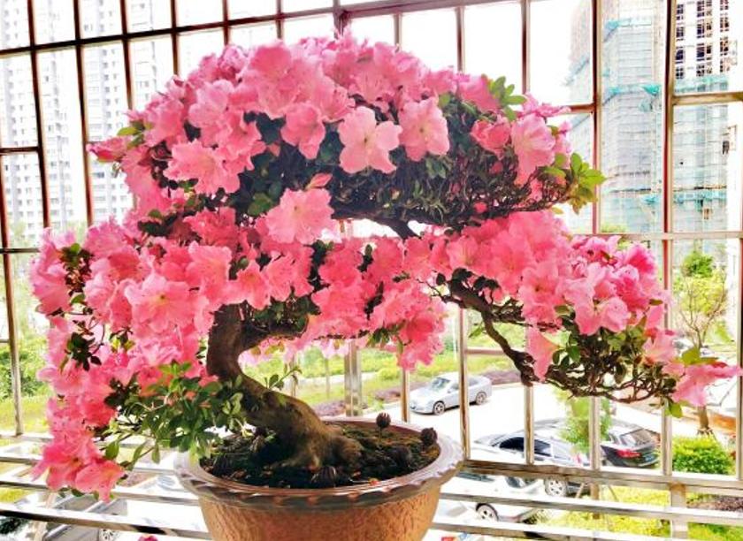 秋季刚栽种的杜鹃怎么施肥,杜鹃入手怎么养护